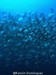 Mobula mantas. Sea of Cortéz. by Ramón Domínguez 